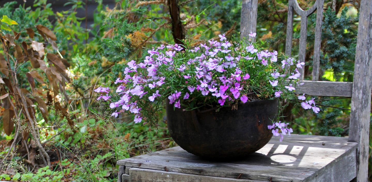 lobelia